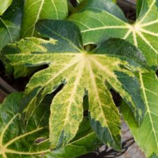 5023242998176 1 Fatsia japonica Camouflage.jpg